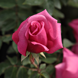 Ses fleurs rose vif contraste son feuillage foncé.